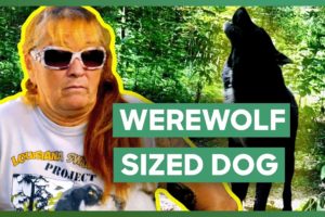 Rescuing A Wild Dog Pack | Pit Bulls & Parolees