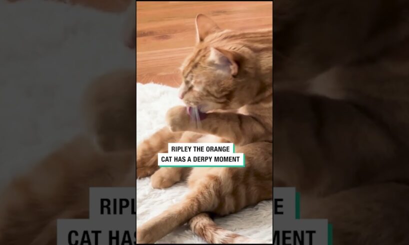 Ripley the Orange Cat Has a Derpy Moment 😂😛