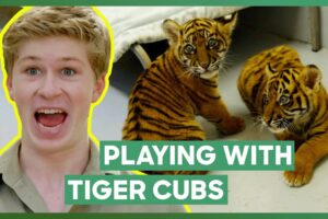 Robert Irwin Plays With Three Tiger Cubs! | Crikey! It's The Irwins