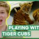 Robert Irwin Plays With Three Tiger Cubs! | Crikey! It's The Irwins