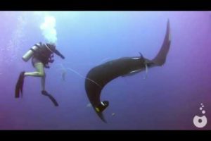 Sea Animals Rescue compilation
