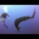 Sea Animals Rescue compilation