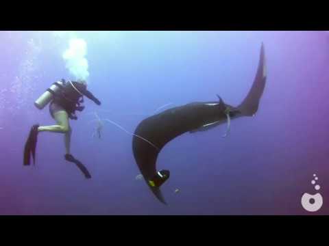 Sea Animals Rescue compilation