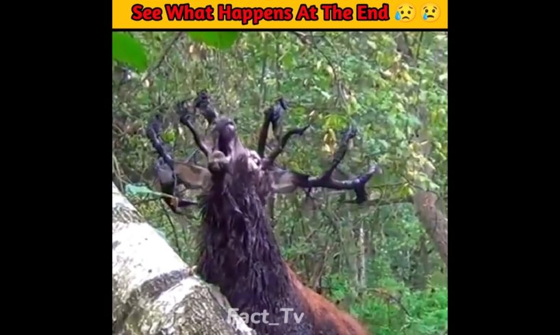 See What Happens At The End 😥😢 | Fact_Tv #facts #animalhelp #ytshorts #short #shortfeed #fact_tv