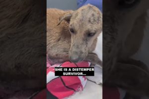 She had lived for 9 years in the street and suffered from distemper