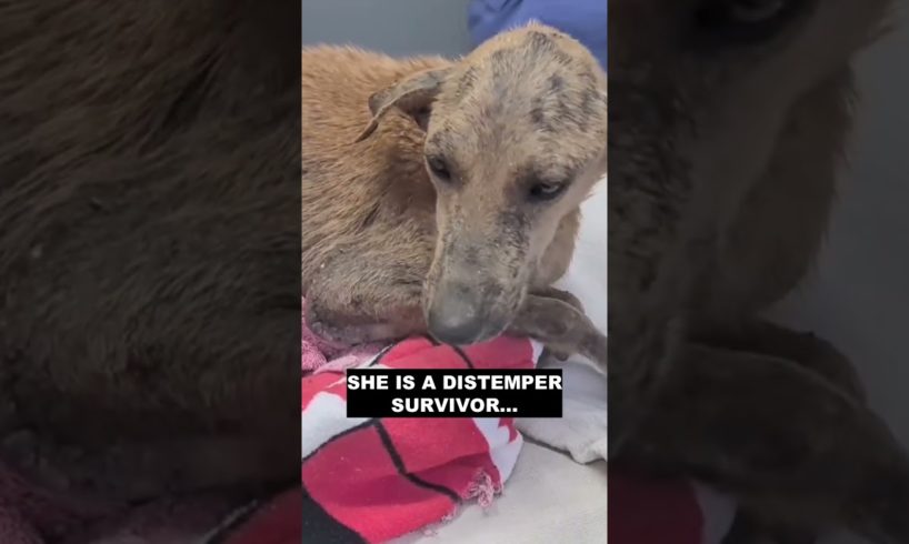 She had lived for 9 years in the street and suffered from distemper