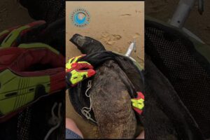 Skinny Seal Rescued From Rope #shorts