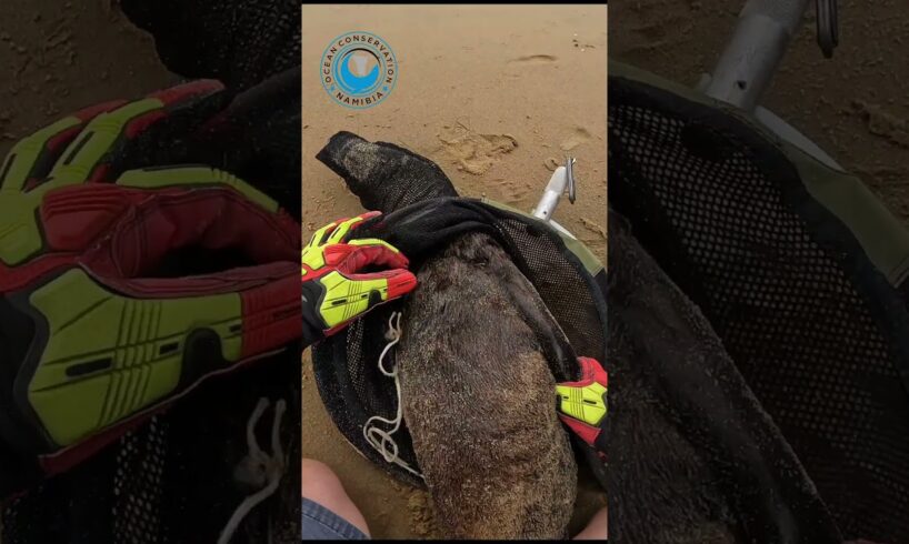 Skinny Seal Rescued From Rope #shorts
