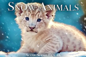 Snow Animals 4K - Amazing World of Winter Wildlife | Scenic Relaxation Film