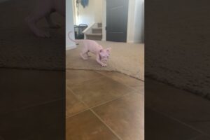 Sphynx Cat playing😼 #beautiful #sphynx #animals #hairlesscats #sphinx #cats #cat