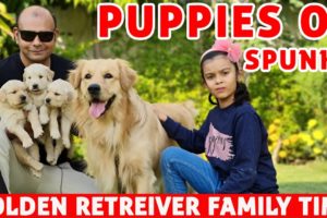 Spunky N' His Kids | Cute Puppies | Golden Retriever Puppy Dog Breed - Fun Video | Baadal Bhandaari
