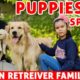 Spunky N' His Kids | Cute Puppies | Golden Retriever Puppy Dog Breed - Fun Video | Baadal Bhandaari