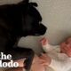 Staffy Doesn't Know How To Feel About His Baby Brother | The Dodo