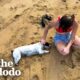 Stray Dog Keeps Following Couple On Vacation | The Dodo
