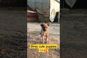 Stray dog cute puppies 🥺🥰||#straydogs #doglover #youtubeshorts#viralshorts