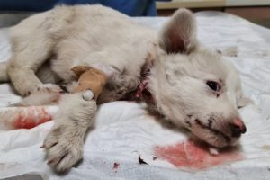 Stray puppy was found bleeding unconscious.