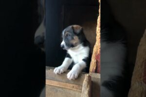 Such cute puppies 🤍 #dog #shorts #love #puppy