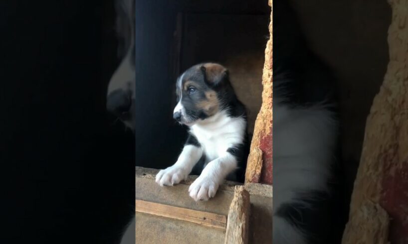 Such cute puppies 🤍 #dog #shorts #love #puppy