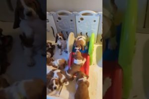 Super cute puppies #shorts