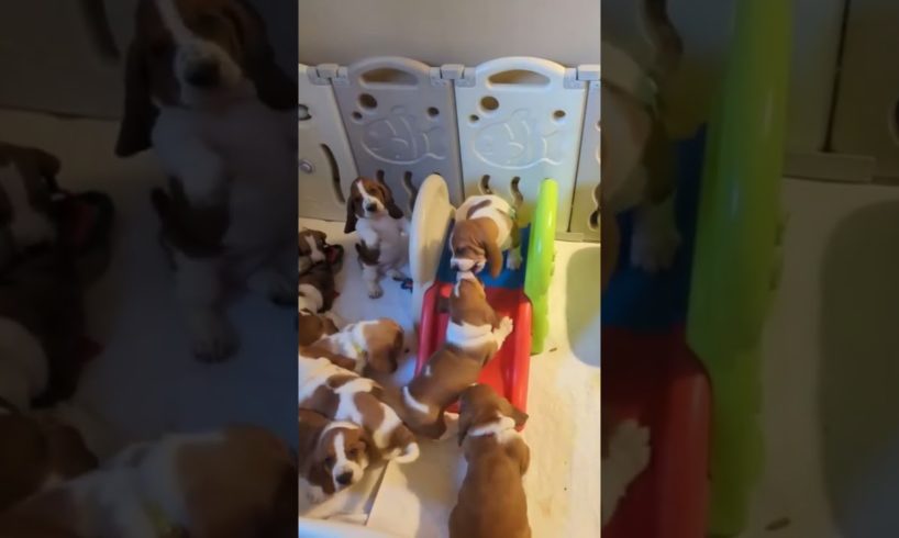 Super cute puppies #shorts