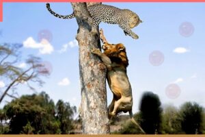 TOP 10  Brutal Moments Male Lion Attacks Its Prey | Animal Fight