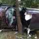TOP NEAR MISS CAPTURED...!!!  Ultimate Near Death Video Compilation 2024 - CAR CRASHING