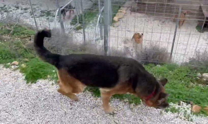 The 2 dogs free in the shelter ❤️they are not getting on well together ❤️ δεν τα πάνε καλά μαζί