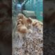 The Cutest 💖🥰 PUPPIES 🐶 in a Dog 🐕 Shelter 💖💙🧡💜💛👍👌💚, cute animals, dog videos #subscribe #shorts