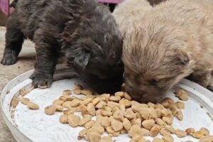 The Little Puppy Who Hasn't Grown Teeth Yet Is So Hungry That He Sees The Food And Swallows It