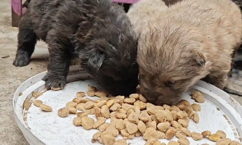 The Little Puppy Who Hasn't Grown Teeth Yet Is So Hungry That He Sees The Food And Swallows It