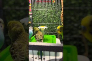 The Secret to Adorable Bird Baths That Will Melt Your Heart #shorts#short