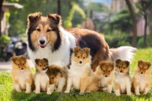 The Sheltie- an extremely intelligent dog giving birth to cute puppies
