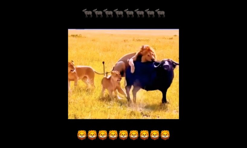 The buffalo fights the lions to the end #animals #lion