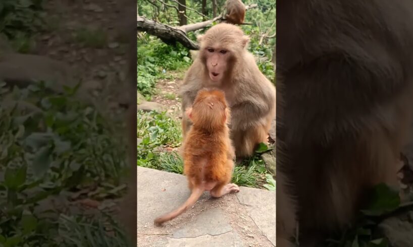 The cute baby monkey playing with mom #animal #animals #marmoset