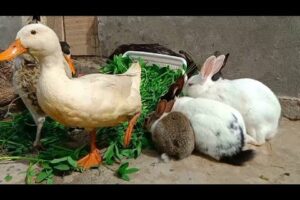 The most beautiful animals playing,Smart Bunnies,Cute Ducks and Funny cute Rabbits 🥬🐇