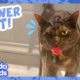 This Cat’s Loved Showers Since She Was A Kitten | Dodo Kids | Animal Videos