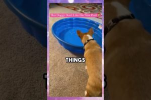 This Doggy Don't Like His New Pool funny video #funny  #shorts