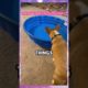 This Doggy Don't Like His New Pool funny video #funny  #shorts