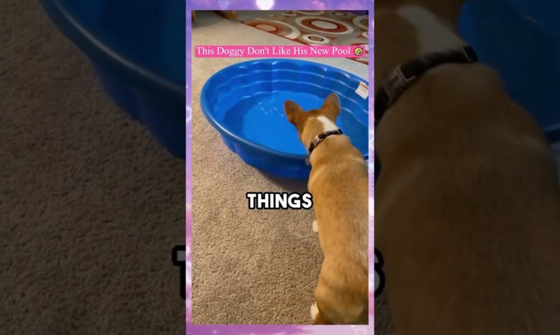 This Doggy Don't Like His New Pool funny video #funny  #shorts