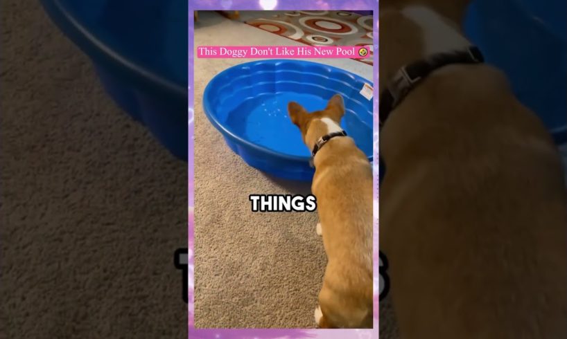 This Doggy Don't Like His New Pool funny video #funny #shorts