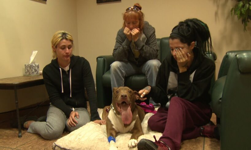 This Is the Most Heartbreaking Part of the Dog Rescue Job