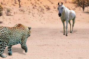 This Leopard Was Doomed! Rare animal fights caught on camera