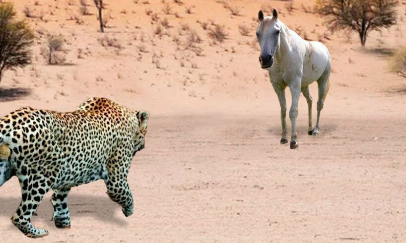 This Leopard Was Doomed! Rare animal fights caught on camera