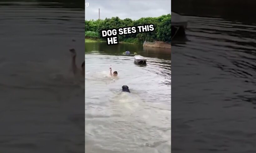 This dog rescues this man from a horrible situation 🥹 🙏 #shorts