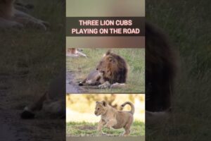 Three Lion Cubs Playing On The Road #shorts#animals #viral#ytshorts