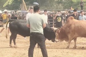 Thrilling Bull Fighting Moments: Must-watch Compilation!