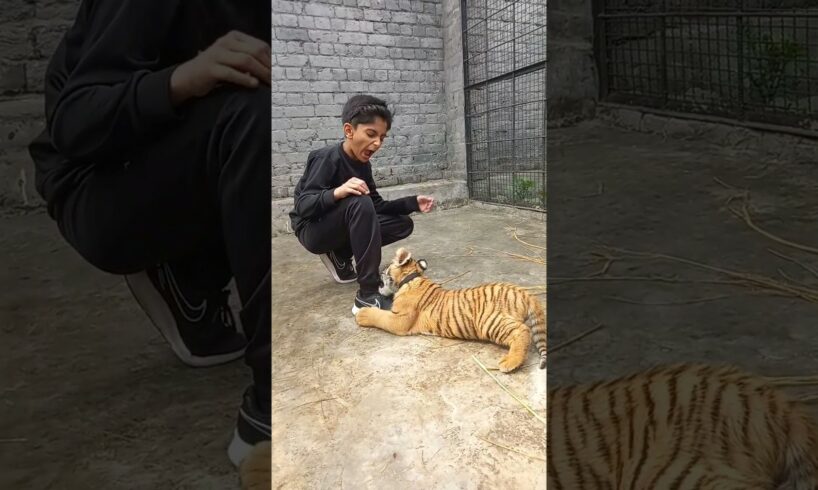 Tiger Cub Playing and biting #punjabisong #tiger #viral #animals #shorts #pets #reels #love #trailer