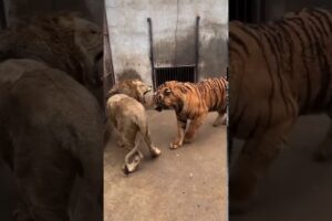 Tiger vs Lion (Tiger dominates short encounter)