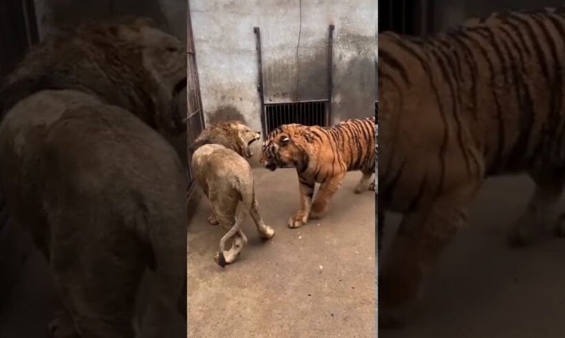 Tiger vs Lion (Tiger dominates short encounter)