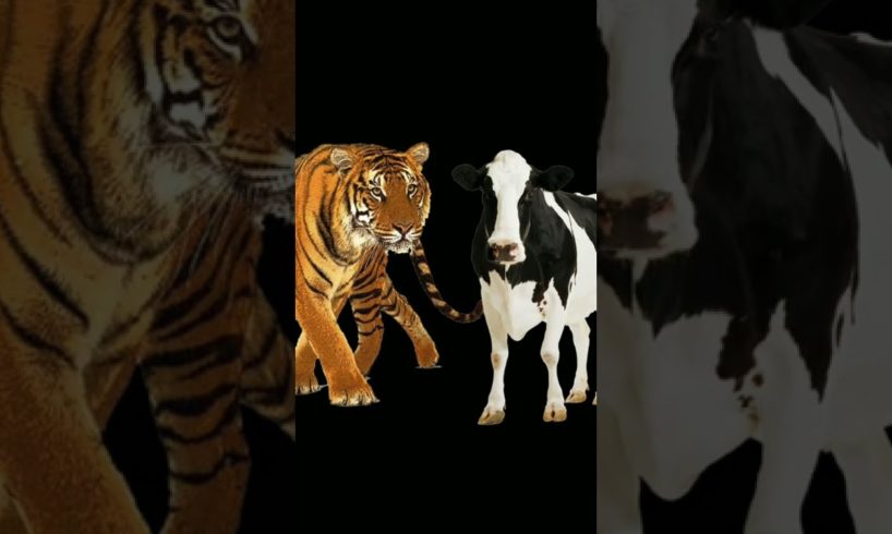 Tiger vs all animals #animal #lion #trend #shorts